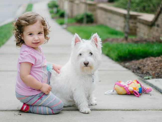 Best dogs for babies | Bounty Parents