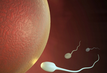 Fertility facts and fictions, an expert weighs in