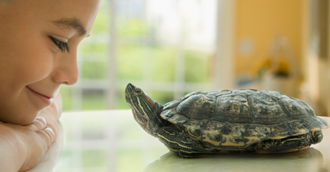 Turtles as pets: Why they make a great pet for kids| Bounty Parents